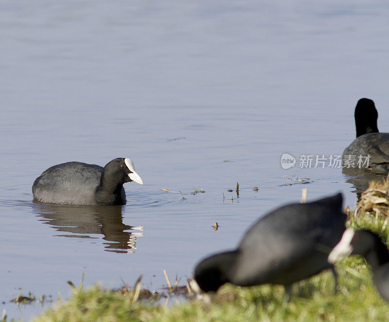 成本(Fulica atra)